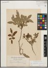 Foto von Salix appendiculata Vill. x Salix purpurea L.